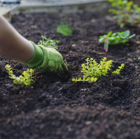 Garden to Table | How to Grow Healthy Soil